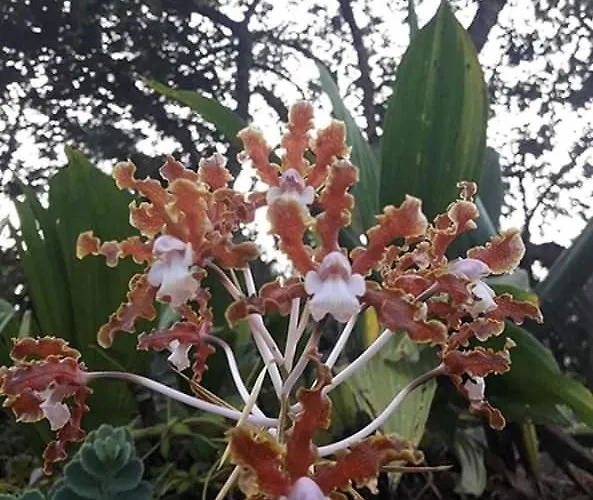 Eco Hacienda Santa Teresa (Cusco)