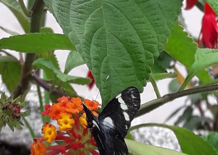 Eco Hacienda ホテル サンタ・テレサ